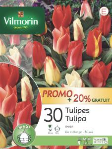Tulipe Greigii en Mélange (x30) + 25% Offert